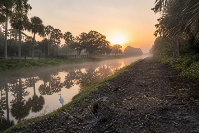 Drainage canal at dawn with mist rising, cabbage palms and a great egret on the grassy bank