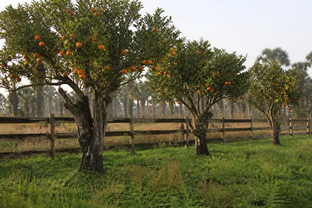 Three gnarled remnant orange trees heavy with fruit in rough grass on old ranchette land