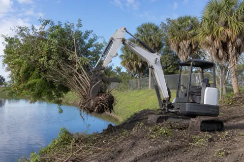 Mini excavator wrenching a many-trunked Brazilian pepper root mass off a Davie canal bank, the freed chain-link fence showing behind it