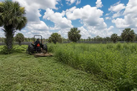 Small farm tractor shredding head-high dog fennel between cabbage palms on a neglected Davie back acre