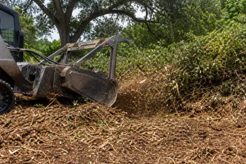 Forestry mulcher head grinding a tangled Brazilian pepper thicket at the back of an acre lot, wood chips arcing in the sunlight