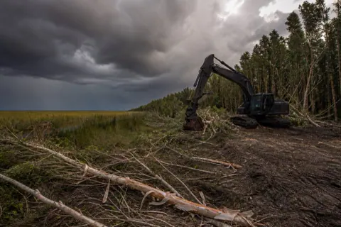 Excavator working the edge of a dense melaleuca stand, papery white bark shredding off felled trunks with a sawgrass horizon beyond