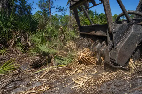 Mulcher teeth cutting through a dense fan of saw palmetto at a wooded lot corner, shredded fronds on dark sandy soil