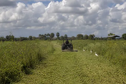 Tractor and rotary cutter mowing chest-high regrowth in an overgrown Davie horse paddock, reclaimed green strip and board fence behind