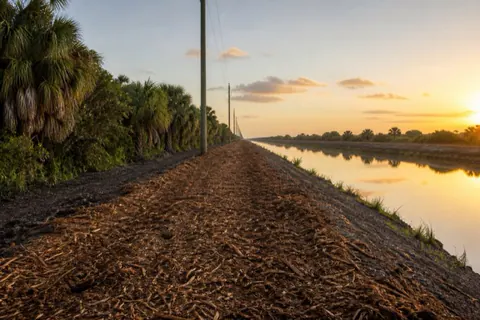 Long freshly mulched utility easement running straight along a Davie drainage canal toward the flat horizon, power poles marching down the bank