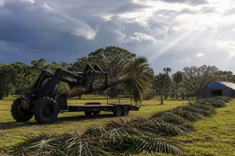 Grapple loader lifting a snapped cabbage palm trunk onto a trailer on a Davie acre lot after a storm, fronds raked into windrows